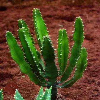 Euphorbia tetragona - Honey Euphorbia - 5 Seed Pack - Image 5