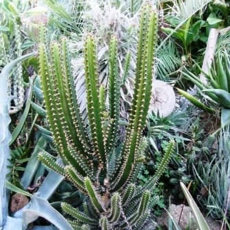 Euphorbia tetragona - Honey Euphorbia - 5 Seed Pack - Image 6