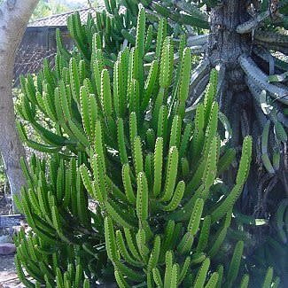 Euphorbia tetragona - Honey Euphorbia - 5 Seed Pack - Image 7