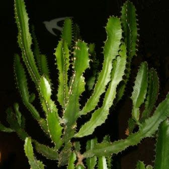 Euphorbia tetragona - Honey Euphorbia - 5 Seed Pack - Image 8