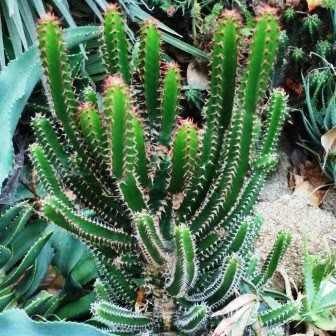 Euphorbia tetragona - Honey Euphorbia - 5 Seed Pack - Image 9