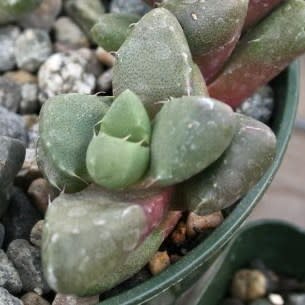 Faucaria subintegra - Tiger's Jaws - 10 Seed Pack - Image 3
