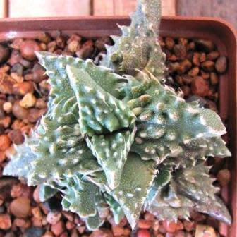 Faucaria tuberculosa - Pebbled Tiger Jaws, Tiger Jaws, Knobby Tiger Jaws, Sharks Jaws - 10+ Seed Pack
