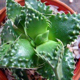 Faucaria tuberculosa - Pebbled Tiger Jaws, Tiger Jaws, Knobby Tiger Jaws, Sharks Jaws - 10+ Seed Pack - Image 2
