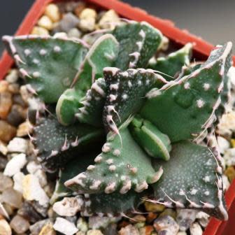 Faucaria tuberculosa - Pebbled Tiger Jaws, Tiger Jaws, Knobby Tiger Jaws, Sharks Jaws - 10+ Seed Pack - Image 3