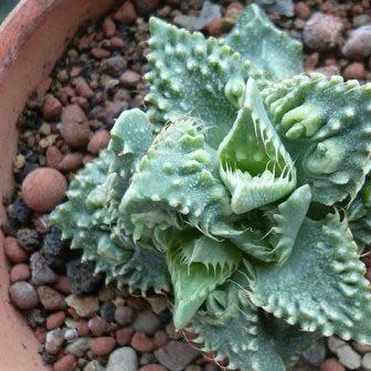 Faucaria tuberculosa - Pebbled Tiger Jaws, Tiger Jaws, Knobby Tiger Jaws, Sharks Jaws - 10+ Seed Pack - Image 4
