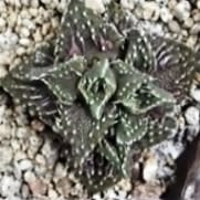 Faucaria tuberculosa - Pebbled Tiger Jaws, Tiger Jaws, Knobby Tiger Jaws, Sharks Jaws - 10+ Seed Pack - Image 5