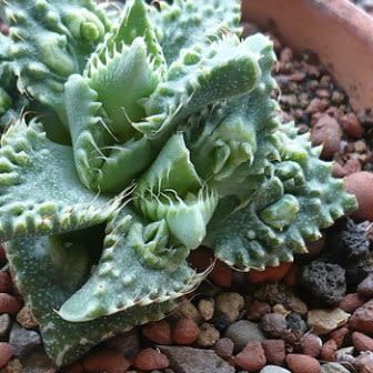 Faucaria tuberculosa - Pebbled Tiger Jaws, Tiger Jaws, Knobby Tiger Jaws, Sharks Jaws - 10+ Seed Pack - Image 6