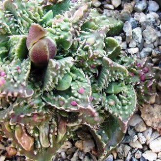 Faucaria tuberculosa - Pebbled Tiger Jaws, Tiger Jaws, Knobby Tiger Jaws, Sharks Jaws - 10+ Seed Pack - Image 7