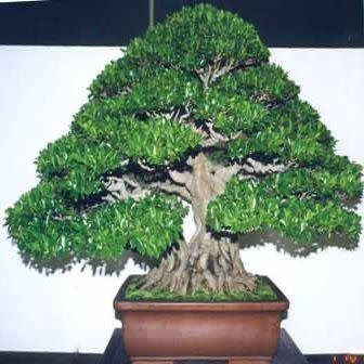Ficus ilicina - Louriervy; Laurel Fig Bonsai & Bonsai eBook - 5 Seed Pack - Image 2