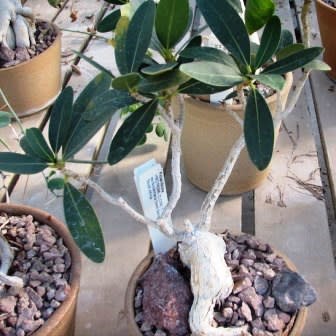 Ficus ilicina - Laurel Fig; Louriervy - 5 Seed Pack - Image 6