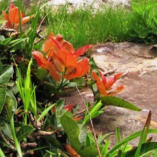 Ficus ingens - Red-leaved Rock Fig - 5 Seed Pack - Image 4