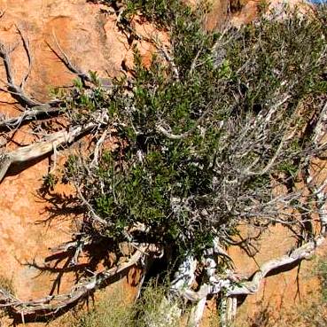 Ficus ingens - Red-leaved Rock Fig - 5 Seed Pack - Image 7