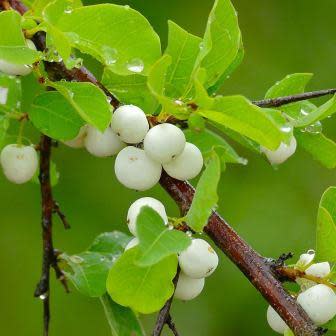 Flueggea virosa - Snowberry Tree, Whiteberry Tree - 5 Seed Pack
