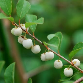 Flueggea virosa - Snowberry Tree, Whiteberry Tree - 5 Seed Pack - Image 2