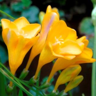 Freesia speciosa - 3 Seed Pack - Image 2