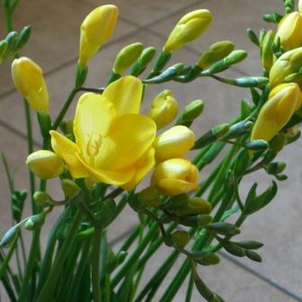 Freesia speciosa - 3 Seed Pack - Image 3