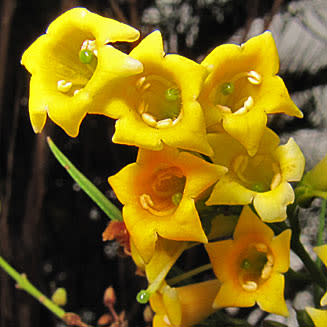 Freylinia lanceolata - Honeybells, Honeybell Bush; Heuningklokkiesbos - 10 Seed Pack