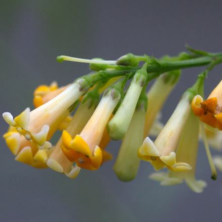 Freylinia lanceolata - Honeybells, Honeybell Bush; Heuningklokkiesbos - 10 Seed Pack - Image 2