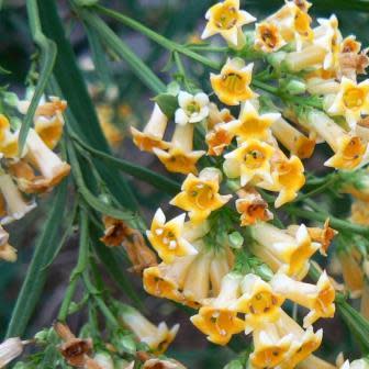 Freylinia lanceolata - Honeybells, Honeybell Bush; Heuningklokkiesbos - 10 Seed Pack - Image 3