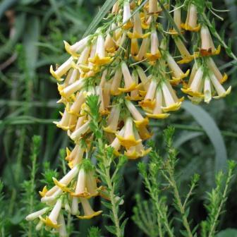 Freylinia lanceolata - Honeybells, Honeybell Bush; Heuningklokkiesbos - 10 Seed Pack - Image 5