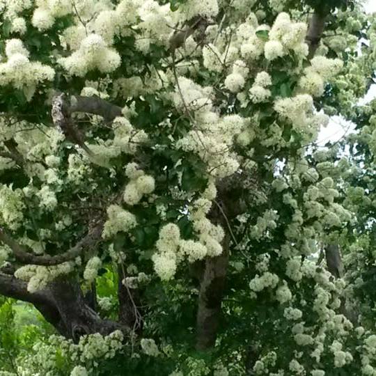 Galpinia transvaalica - Wild Pride of India - 5 Seed Pack