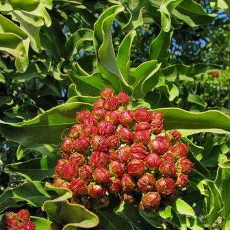 Galpinia transvaalica - Wild Pride of India - 5 Seed Pack - Image 2