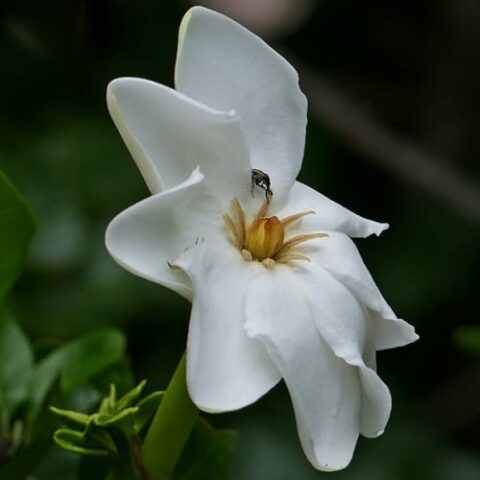 10 Graines De Gardenia Thunbergia (Gardénia Forestier Africain) - Arbuste à Fleurs Blanches Parfumées