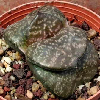 Gasteria nitida var. armstrongii - Flat Leaf Gasteria; Platblaar-beestong - 5 Seed Pack - Image 4