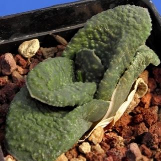 Gasteria nitida var. armstrongii - Flat Leaf Gasteria; Platblaar-beestong - 5 Seed Pack - Image 6