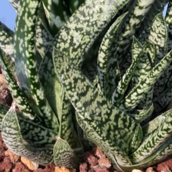 Gasteria pulchra - 5 Seed Pack - Image 2