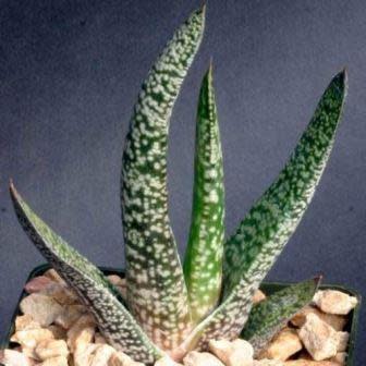 Gasteria pulchra - 5 Seed Pack - Image 3
