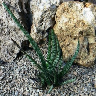 Gasteria pulchra - 5 Seed Pack - Image 4