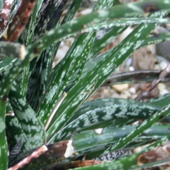 Gasteria pulchra - 5 Seed Pack - Image 5