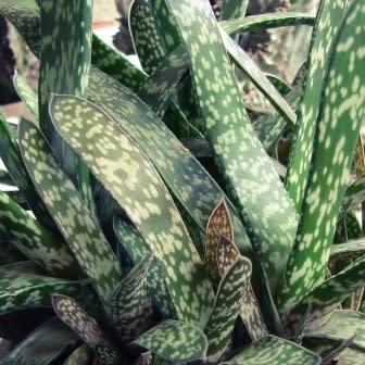 Gasteria pulchra - 5 Seed Pack - Image 6