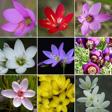 Geissorhiza Mixed Species - 5 Seed Pack