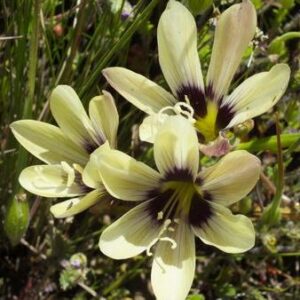 Geissorhiza barkerae - 5 Seed Pack