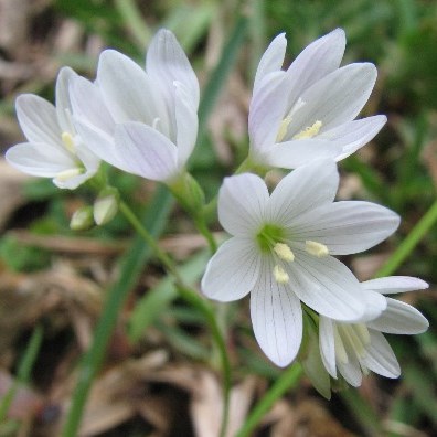 Geissorhiza bracteata - 5 Seed Pack