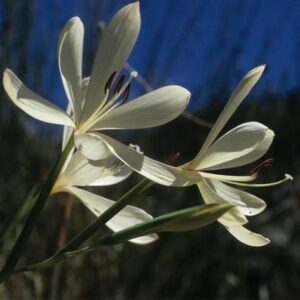 Geissorhiza confusa - 10 Seed Pack