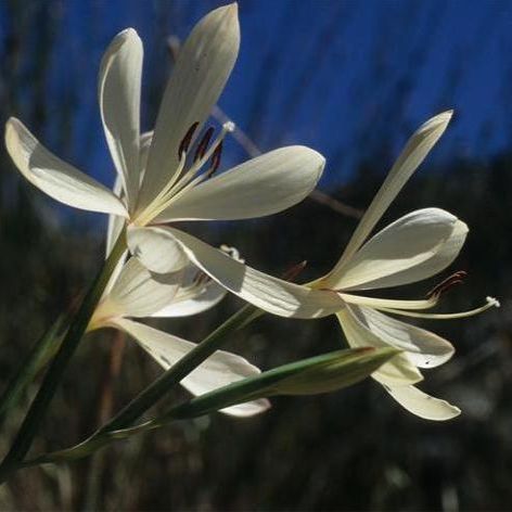Geissorhiza confusa - 10 Seed Pack