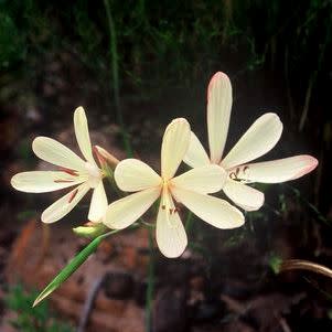Geissorhiza confusa - 10 Seed Pack - Image 2