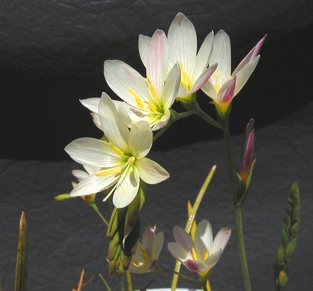 Geissorhiza imbricata ssp. imbricata - 5 Seed Pack