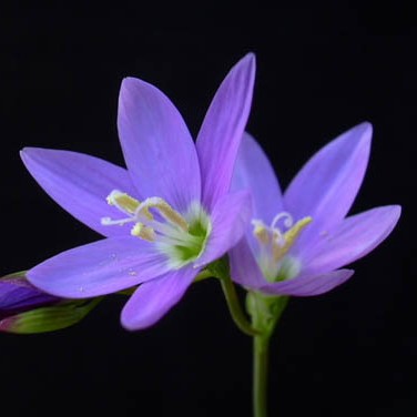 Geissorhiza inaequalis - 10+ Seed Pack