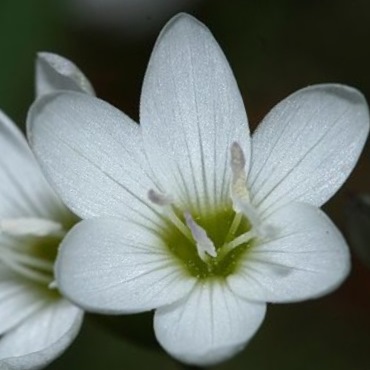 Geissorhiza inconspicua - 5 Seed Pack
