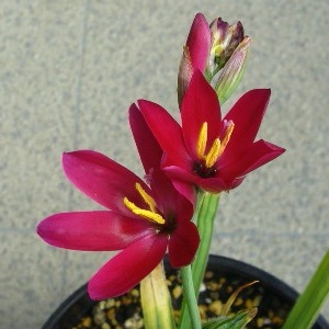 Geissorhiza inflexa - 5 Seed Pack - Image 2
