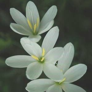 Geissorhiza leipoldtii - 10 Seed Pack