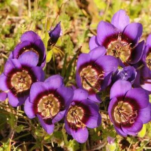 Geissorhiza lewisiae - 5 Seed Pack
