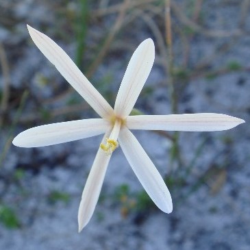 Geissorhiza longifolia - 5 Seed Pack