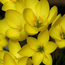 Geissorhiza ornithogaloides ssp. marlothii - 5 Seed Pack