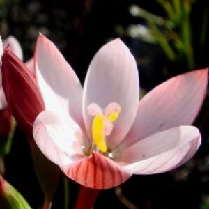 Geissorhiza ovata - 5 Seed Pack
